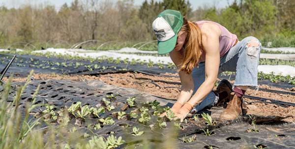 Commodity Loan Rate Sharecroppers