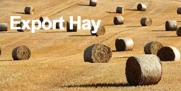 Export Hay